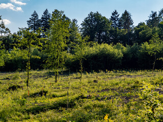 Wiederaufforstung im Mischwald mit System