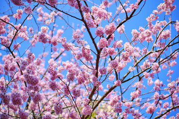 many pink sakura cherry blossom flowers bloom in spring in Japan with blurred background