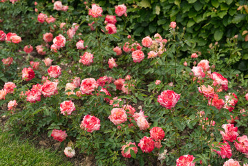 Coral-pink Floribunda roses flower bed