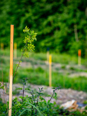 Wiederaufforstung im Mischwald mit System