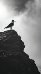 A seagulls silhouette, silhouette vector