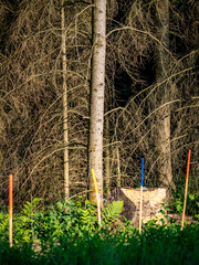 Wiederaufforstung im Mischwald mit System