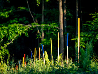 Wiederaufforstung im Mischwald mit System