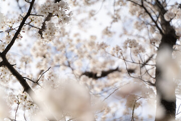 Looking Up at Full Bloom Sakura④