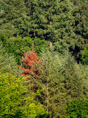 Beschädigter Baum im Mischwald