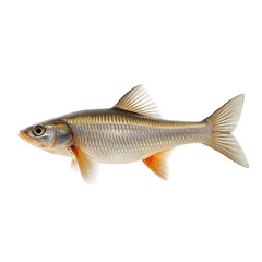 Obraz premium Front view of a lobed river mullet swimming in clear freshwater against a solid white background, showcasing the fish’s detailed scales, lobed fins, and natural aquatic motion in sharp focus.
