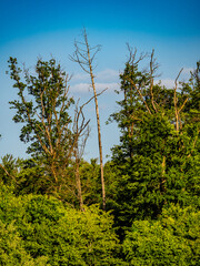 Obraz premium Beschädigter Baum im Mischwald