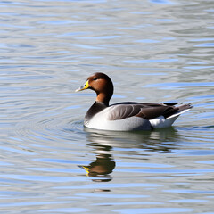 Fototapeta premium Gadwall