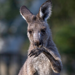 Eastern Grey kangaroo (Macropus giganteus) cooling itself, Canberra, ACT, March 2025