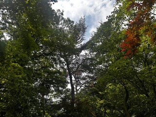 Fototapeta premium 자연