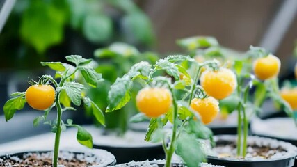 Small yellow tomatoes growing in pots - Powered by Adobe