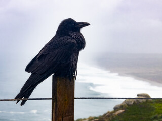 A Raven named Edgar outside the Point Reyes Lighthouse Visitors Center