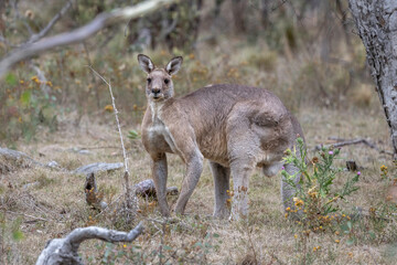 Eastern Grey kangaroo (Macropus giganteus) male, Callum Brae NR ACT, February 2025