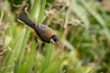Eastern Spinebill (Acanthorhynchus tenuirostris), Narooma, NSW, December 2024