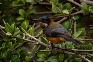 Eastern Spinebill (Acanthorhynchus tenuirostris), Narooma, NSW, December 2024