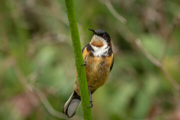 Eastern Spinebill (Acanthorhynchus tenuirostris), Narooma, NSW, December 2024