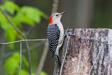 Red Bellied Woodpecker