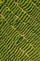 An aerial view of a lush, green field.
