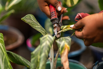 African female horticulturist pruning potted plants in her garden.