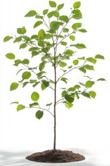 Young tree sapling with green leaves growing from a mound of soil isolated on white background symbolizing growth and nature