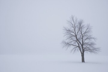 Fototapeta premium A lone tree stands in the middle of a snowy field.