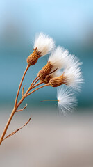 Macro focus on wild thistle seeds gently blowing in breeze for nature design