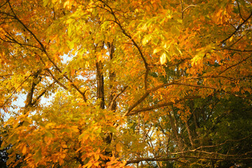 Golden Autumn Leaves on Tree in Japan