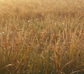 Abstract autumn meadow bathed in soft sunrise light, dew-kissed grasses , bokeh, field, tranquil