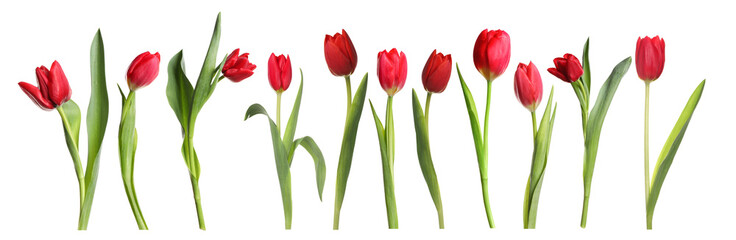 Beautiful red tulip flowers on white background, set