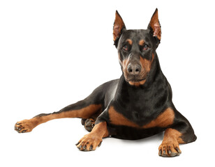 Adorable big Dobermann dog on white background