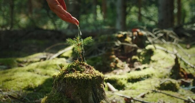 Water being poured from hand onto pine tree sapling on mossy stump in summer forest during conservation