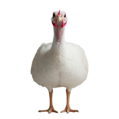 Front view of a white Broad Breasted White turkey isolated on white background, realistic close-up with detailed feathers and bright red wattle, perfect for farming, poultry, agriculture