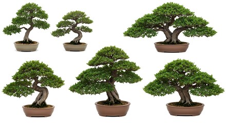 Collection of bonsai trees