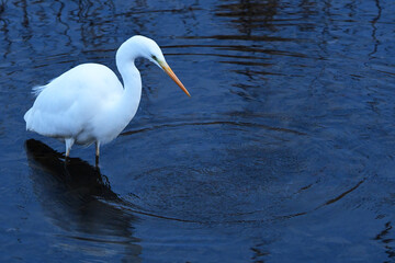 冬の川でエサを探すダイサギ