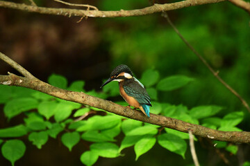 魚を探すカワセミの幼鳥