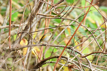 混んだ枝に止まるルリビタキ