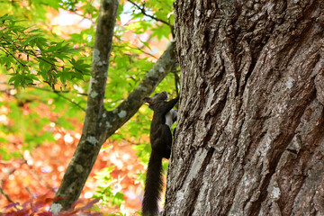 木を上る秋の森のエゾリス