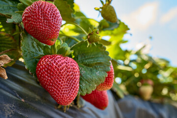strawberry on a branch