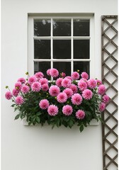 Pink Dahlias in Window Box