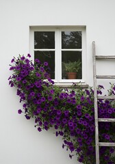 Purple Petunias Climbing Window