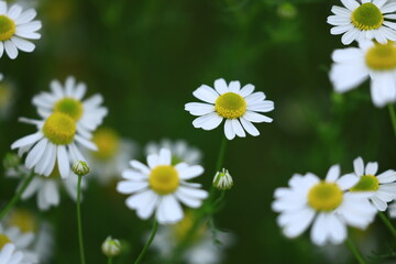 chamomile blossoms in the garden
