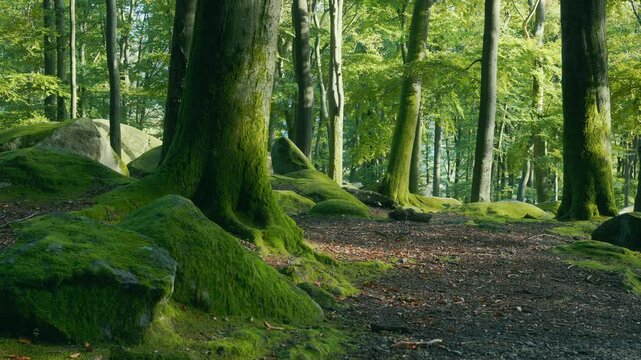 Moosbedeckte Wurzeln und Felsen im Buchenwald bei sanftem Licht
