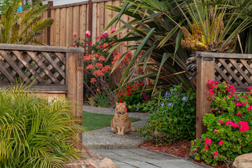 yellow cat in front of a house
