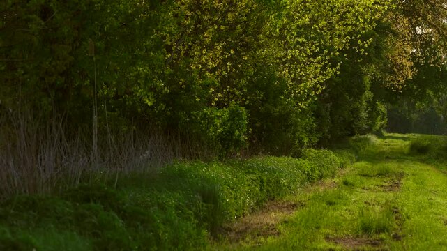 Weg entlang eines Waldes im Fr&uuml;hling