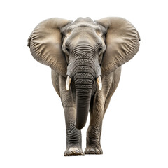 Front view of an elephant walking through the savannah on a solid white background, majestic large African elephant with detailed skin texture and tusks, isolated wildlife stock photograph 