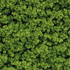 green grass background