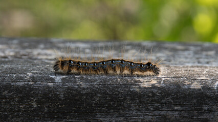 Gypsy moth caterpillar on wood.