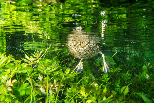 Underwater view of a female Mallard duck (Anas platyrhynchos) foraging among lush green aquatic plants in a clear freshwater stream