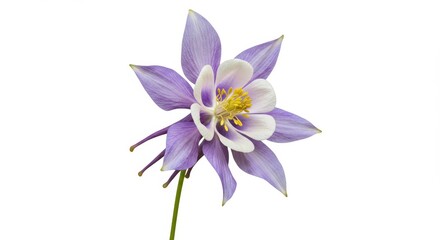 Obraz premium Isolated columbine blossom displaying intricate petal structure and vibrant colors