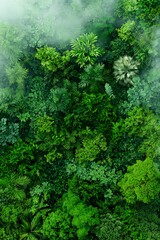 Lush green forest canopy (1)